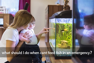 feed fish in emergency