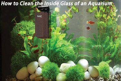 clean the inside glass of aquarium
