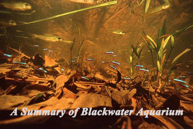 blackwater aquarium