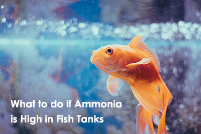 high ammonia in fish tanks