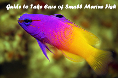take care small marine fish