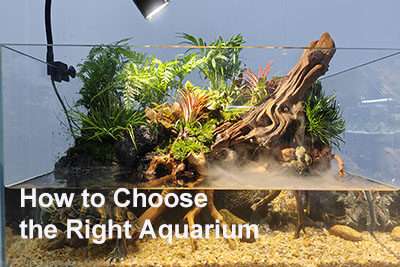 How to Choose the Right Aquarium