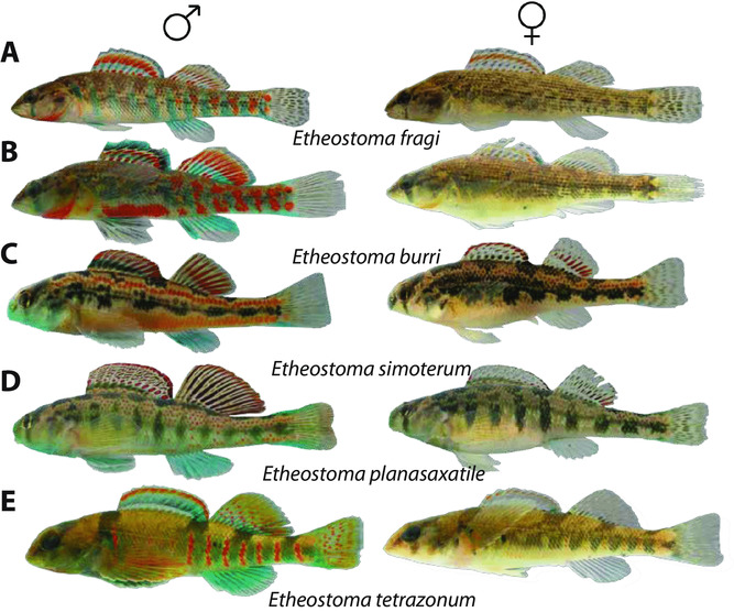 Etheostoma Patterns