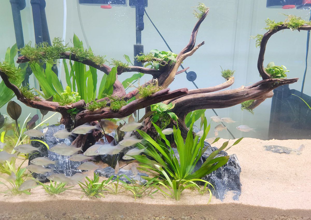 Best clearance aquarium pump