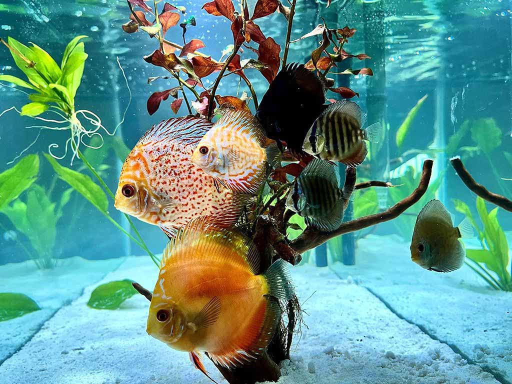 cycle the fish tank