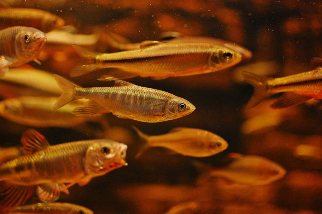 How to Feed Frozen Bait or Live Bait to Fish hygger