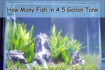 How Many Fish in A 5 Gallon Tank