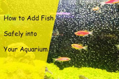 How to Add Fish Safely into Your Aquarium