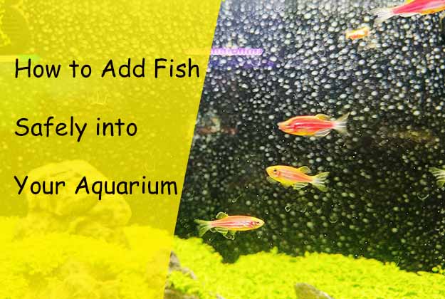 How to Add Fish Safely into Your Aquarium