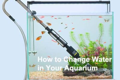 How to Change Water in Your Aquarium