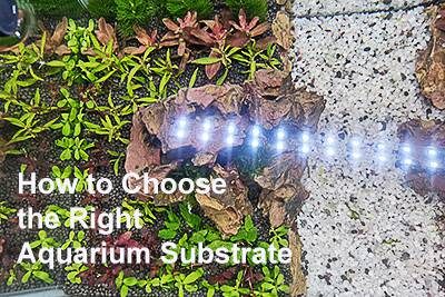 How to Choose the Right Aquarium Substrate