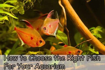 How to Choose the Right Fish for Your Aquarium