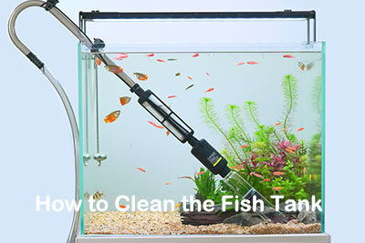 How to Clean the Fish Tank