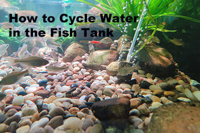 How to Cycle Water in the Fish Tank
