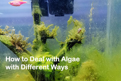 How to Deal with Algae with Different Ways