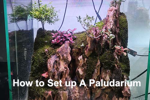 Set up a Paludarium tank