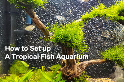 How to Set up A Tropical Fish Aquarium