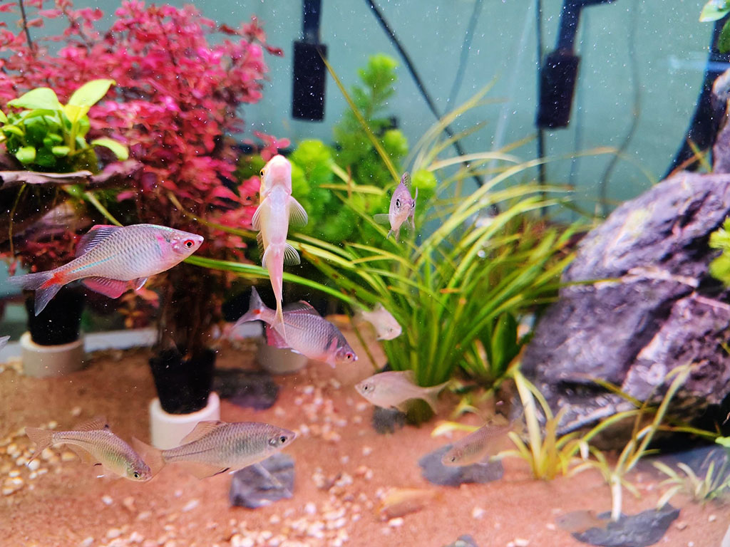 Set up A Tropical Fish Aquarium