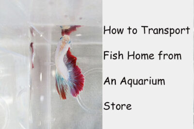 How to Transport Fish Home from An Aquarium Store