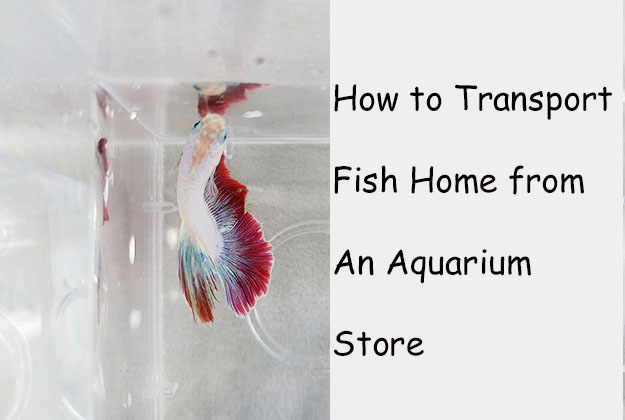 How to Transport Fish Home from An Aquarium Store
