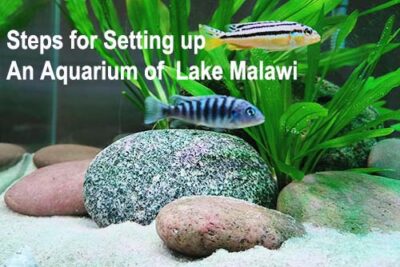 Steps for Setting up An Aquarium of Lake Malawi