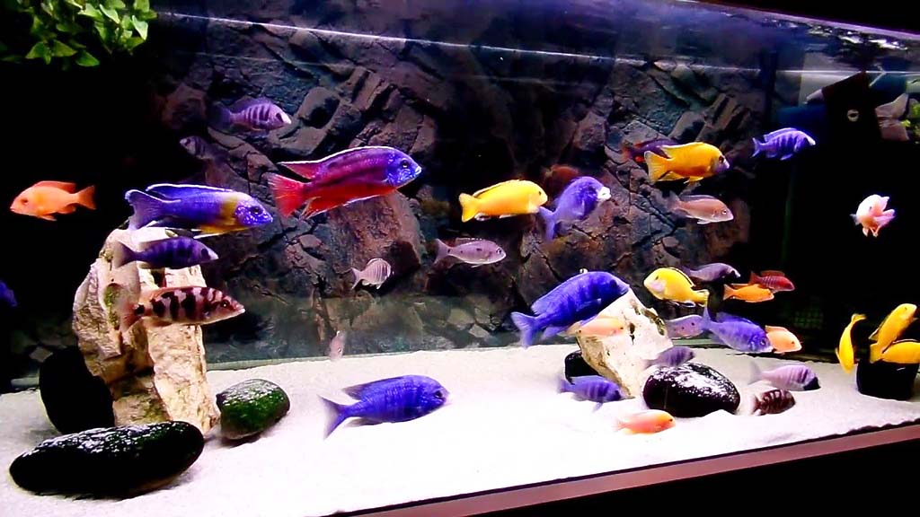 Lake Malawi Cichlids Tank