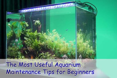The Most Useful Aquarium Maintenance Tips for Beginners