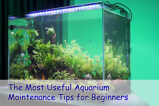 The Most Useful Aquarium Maintenance Tips for Beginners