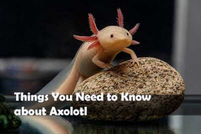 Things You Need to Know about Axolotl