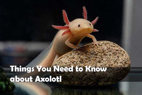 Things about Axolotl