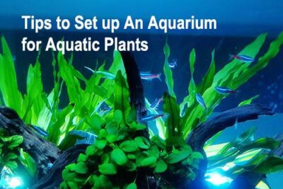 Tips to Set up An Aquarium for Aquatic Plants