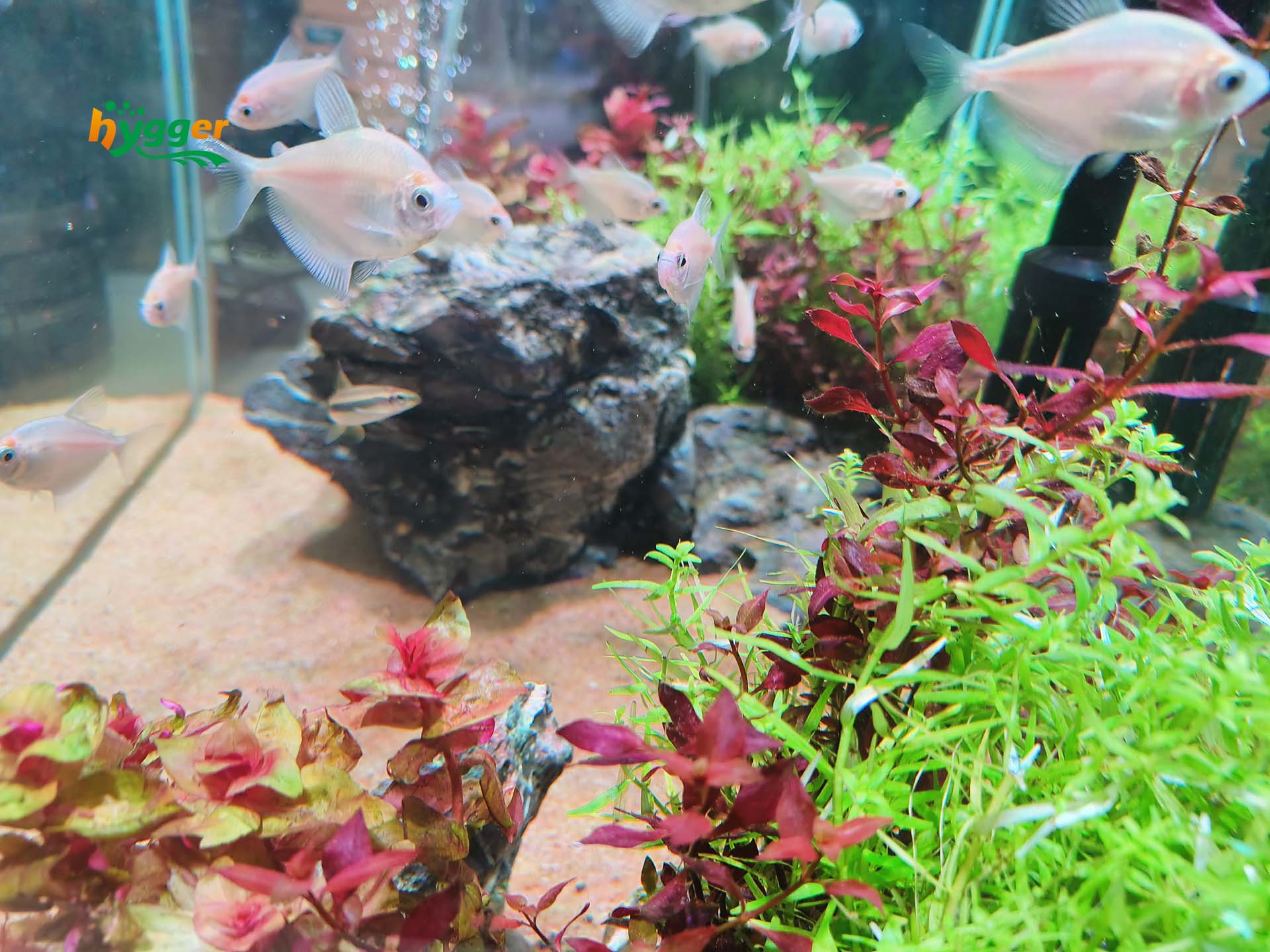 Fish Can be Omnivores, Herbivores or Carnivores