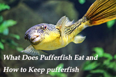 What Does Pufferfish Eat and How to Keep pufferfish