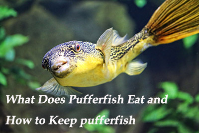 What does pufferfish eat