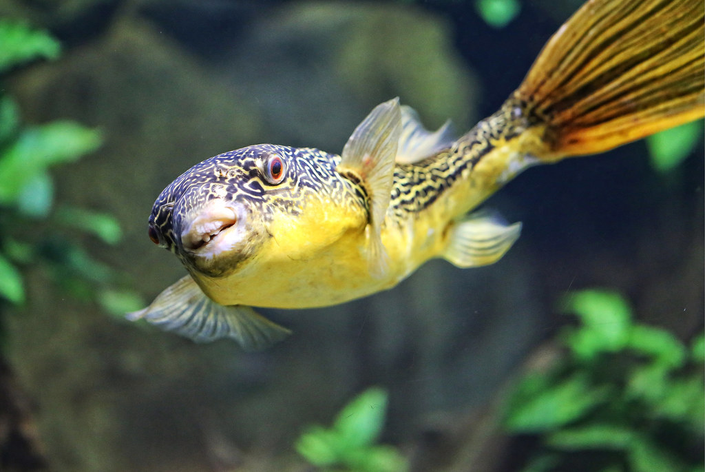 Giant puffer