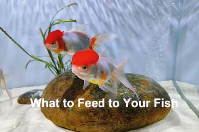 What to Feed to Your Fish