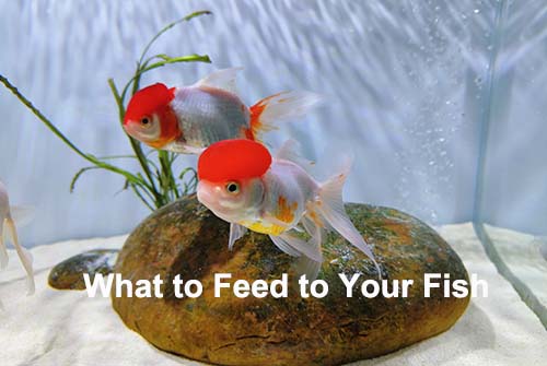 What to feed aquarium fish