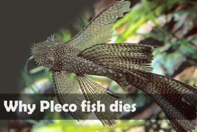 Why Pleco Dies