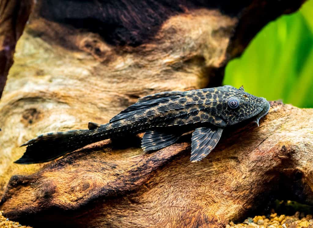 Why Pleco dies