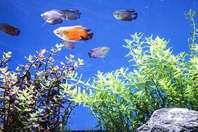 Write Guest Post for Hygger Aquarium