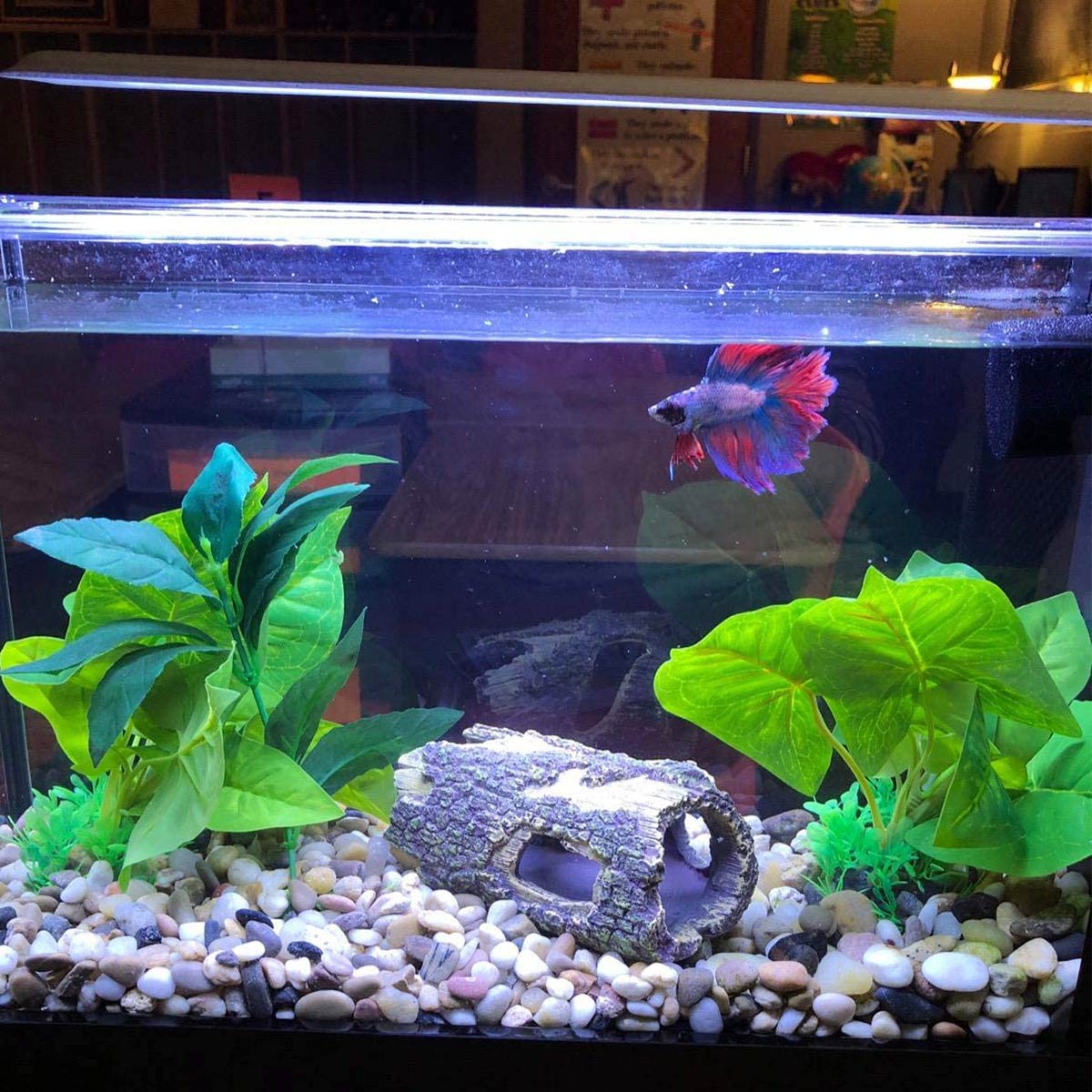 All About the Meaning of Aquariums in Feng Shui