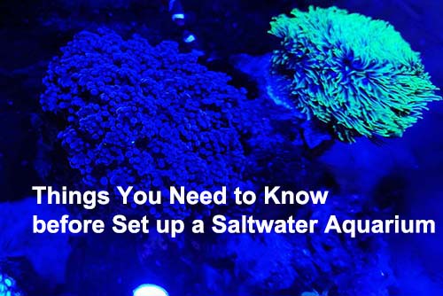 Things You Need to Know before Set up a Saltwater Aquarium