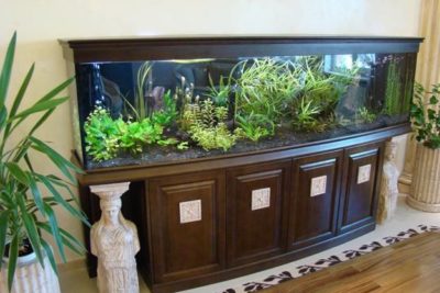 Are Big Aquariums Better? And What’s the Perfect Size?