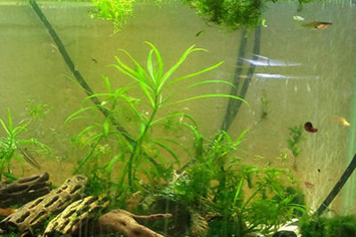 A Hygger Aquarium Light User’s Review