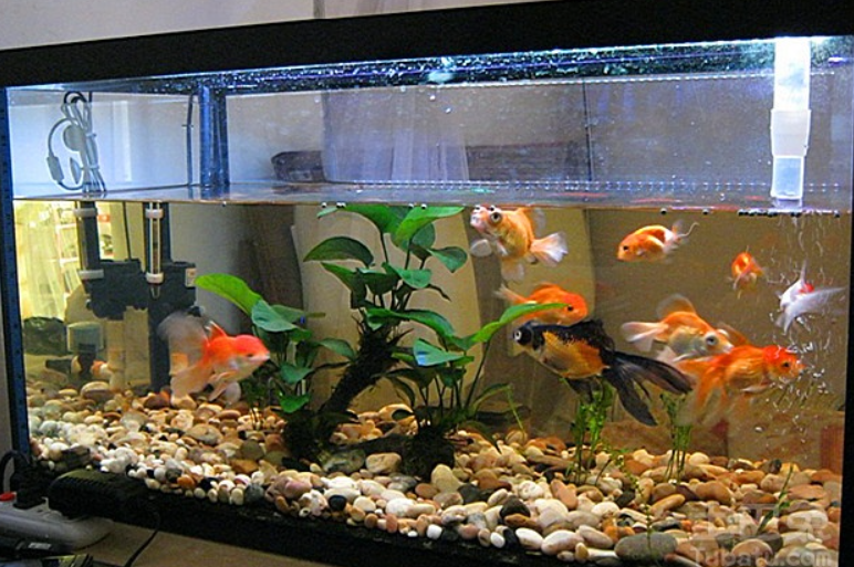 aquatic plants for aquarium