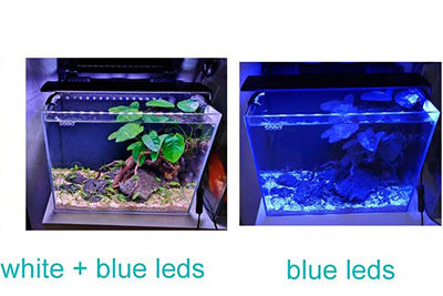 Should I Turn My Aquarium Light Off at Night