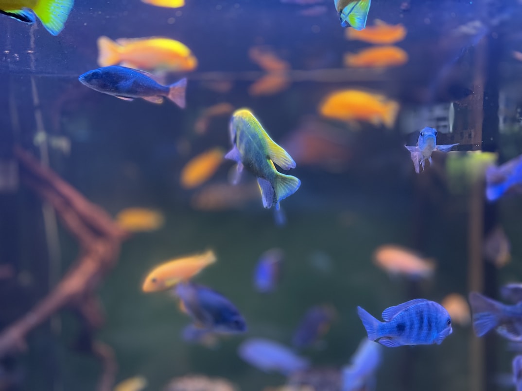 clean fish tank