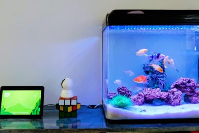 How Often to Clean Fish Tank