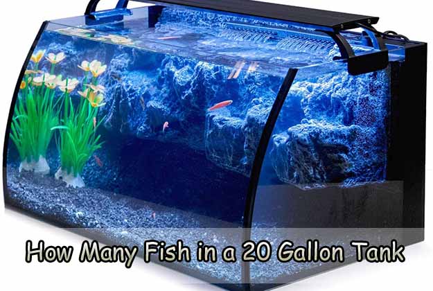 How Many Fish in a 20 Gallon Tank