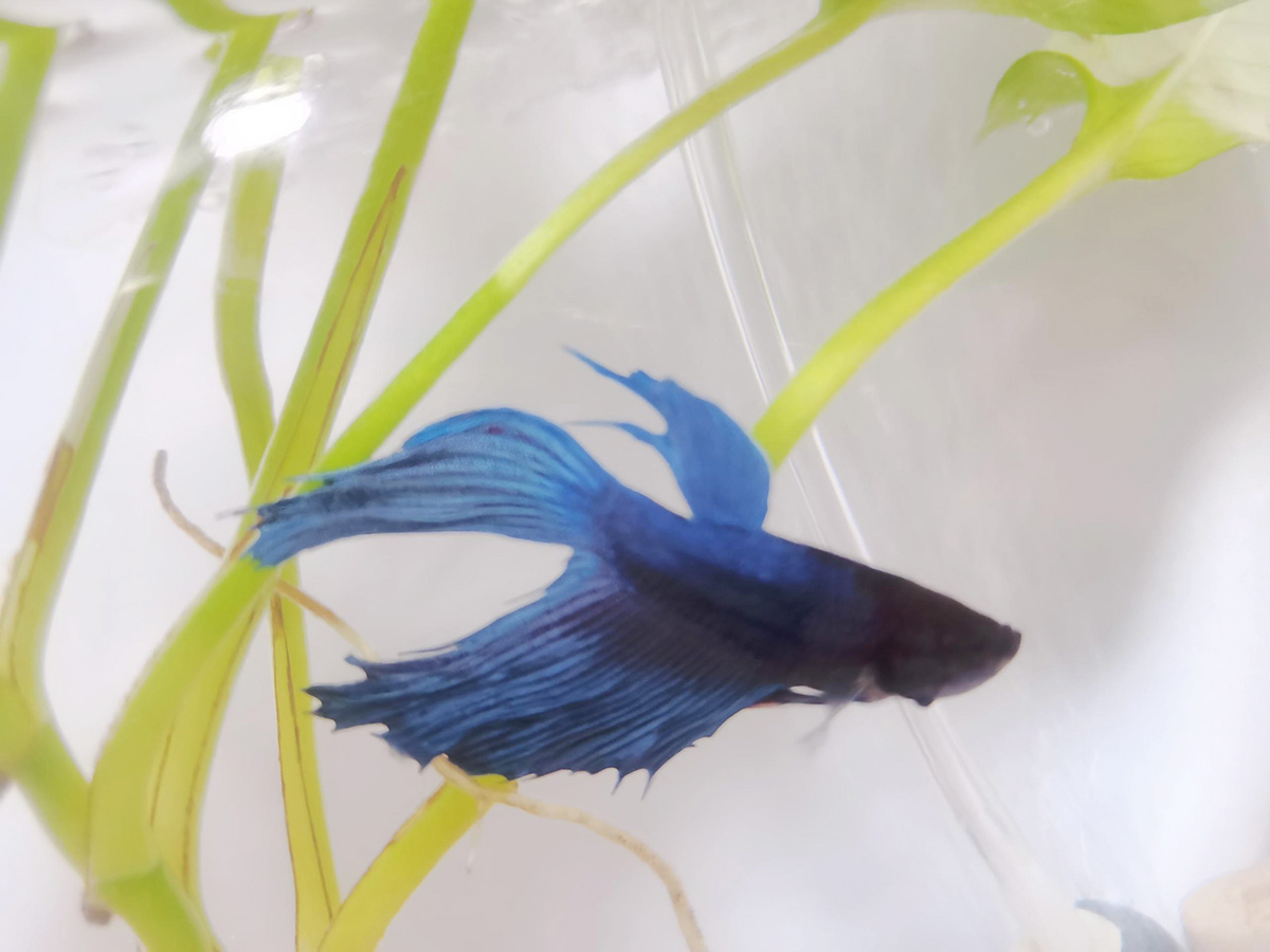 betta fish in a bowl